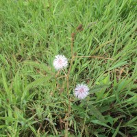 Mimosa pudica L.